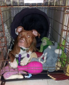 Pitbull crate clearance training